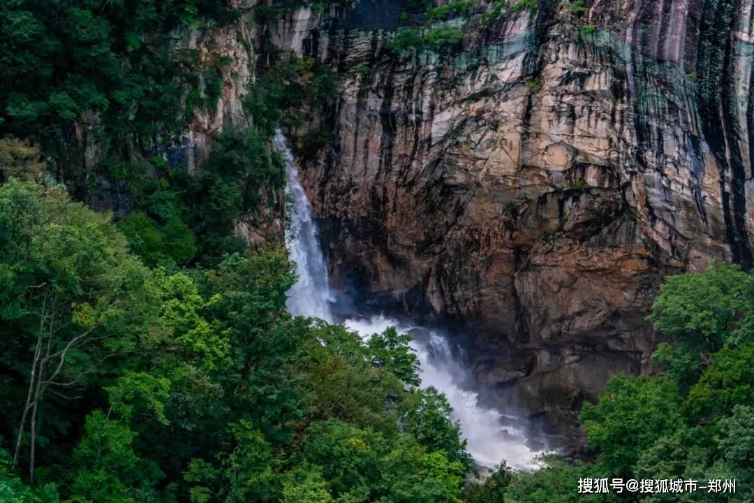 救援小孔雀